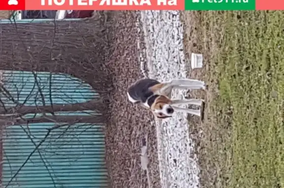 Найдена охотничья собака в дер. Братилово, Владимирская обл.