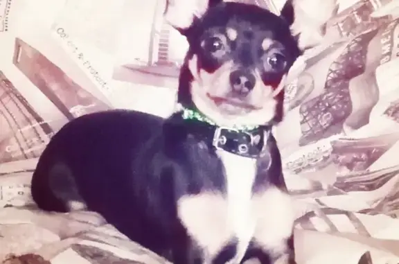 Собаки потеряшки, Липецк, фото: Потеряшка собака Той терьер в Липецке