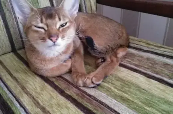 Найдена Абиссинская кошка на ул. Декабристов в Краснодаре