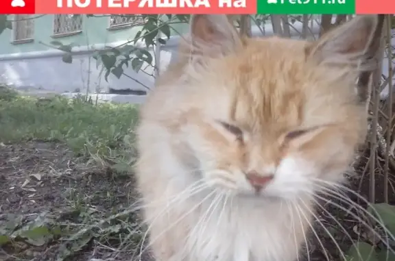 Пропал рыжий пушистый кот с СХТ Старое Шайгово, Саранск.