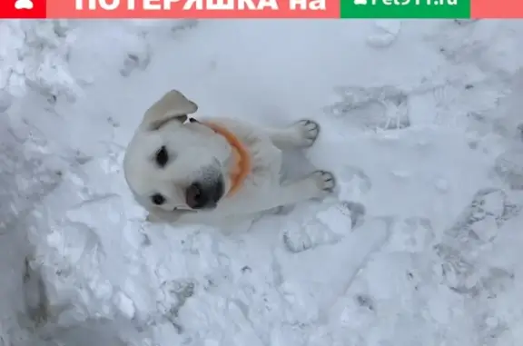 Пропала собака Лабрадор в Ближней Игуменке, массив Новосадовый-16/3