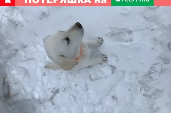 Пропал Лабрадор, мужской, 7,5 мес, Белгородская обл., село Ближняя Игуменка, массив Новосадовый-16/3.