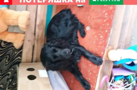 Собака найдена в Гаспре, Ялта