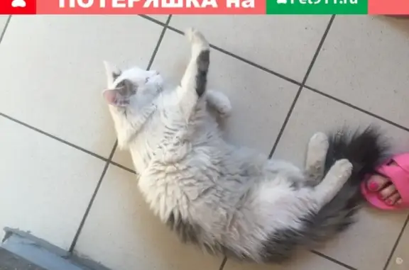 Найден кот белого окраса в Даниловском районе Москвы
