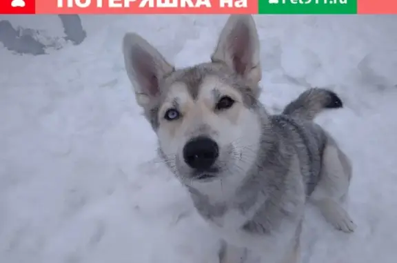 Объявления о пропавших и найденных животных, Нижний Новгород, фото: Пропала собака в Ленинском районе, пос. 