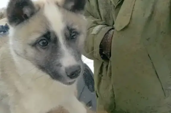 Пропала собака Седа в Нарьян-Маре