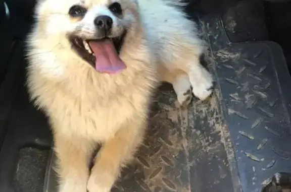 Найдена собака возле станции Раменское