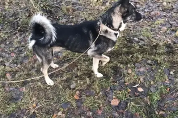 Собаки потеряшки, Сургут, фото: Потеряшка собака Шарик в районе Чёрного мыса/Vavilonа, Сургут