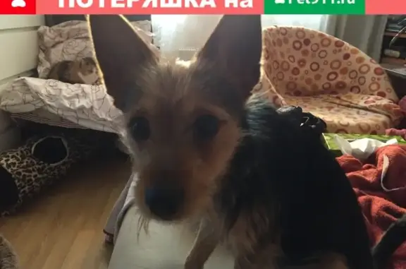 Найден щенок на ул. Твардовского в Балашихе