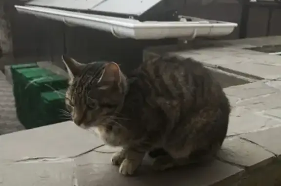 Найдена кошка на Московской улице, Иваново