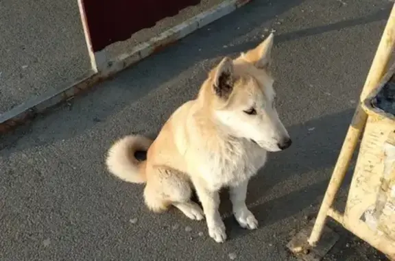 Найдена игривая собака в Абакане