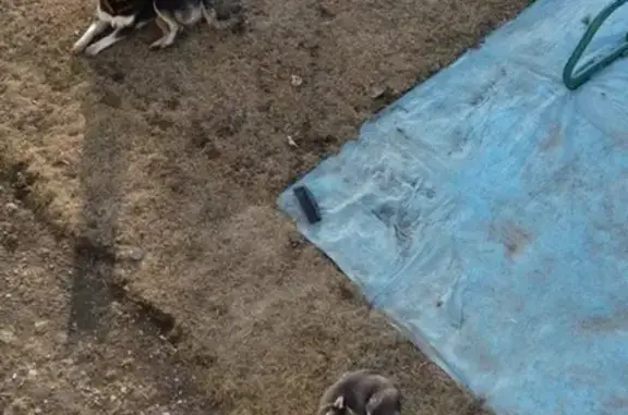 Найдены две молодые собаки в Емельяново
