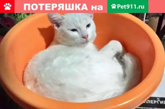 Пропала кошка в Ступино, Московская обл.