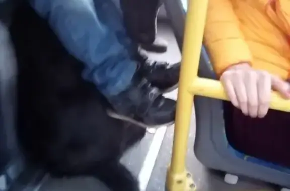 Найден черный пёс около метро Серпуховская (Москва)
