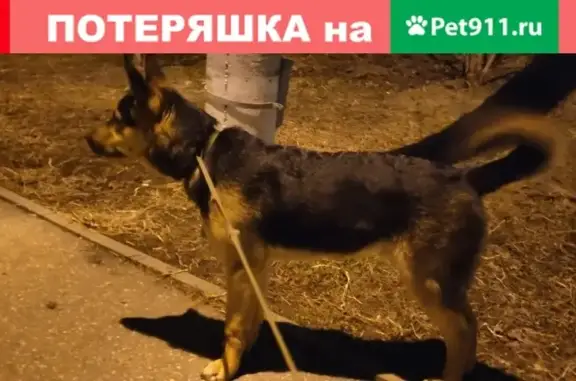 Найден молодой кобель в Нижегородском районе