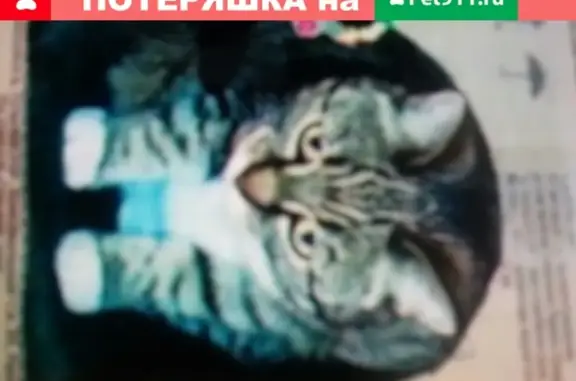 Пропала кошка Василиса в Мирном, Республика Саха (Якутия)