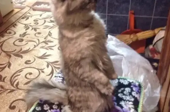 Кошки потеряшки, Тамбов, фото: Потеряшка кошка на ул. Сергеева-Ценского 89