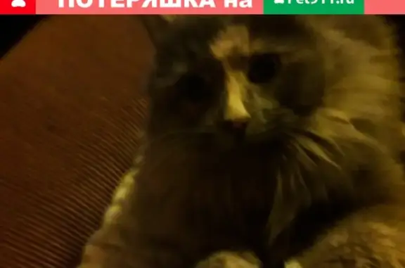 Кошки потеряшки, Лопухинское, фото: Потеряшка кошка в ЛО, д. Воронино.