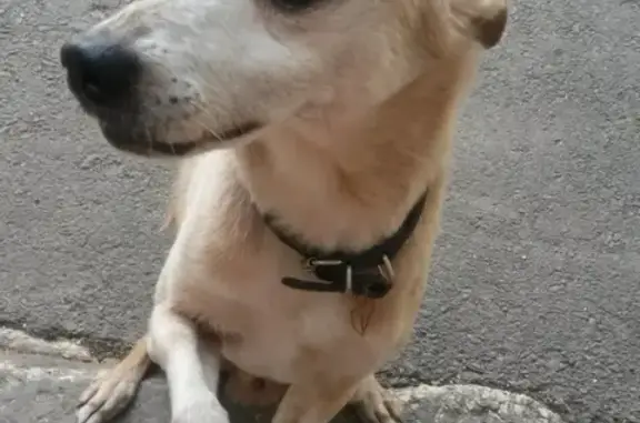 Пропала старая глухая собака в районе 25 школы, Балаково