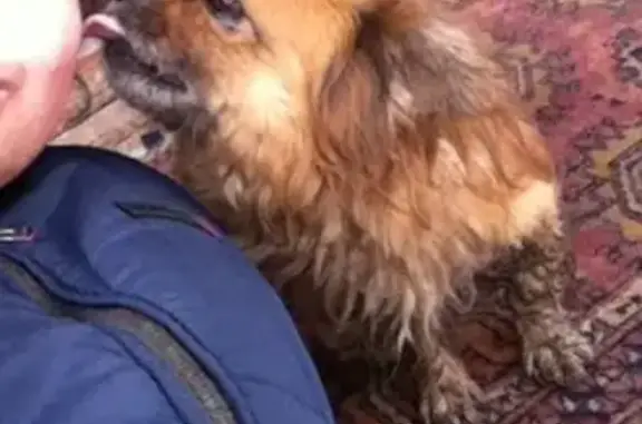 Пропала собака Леша (Пикинес) в рн Витамина, Бийск. Помогите!