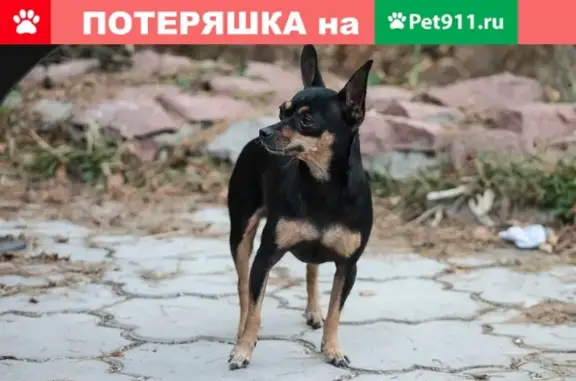 Пропала собака на улице Менжинского, Новороссийск [17.04]
