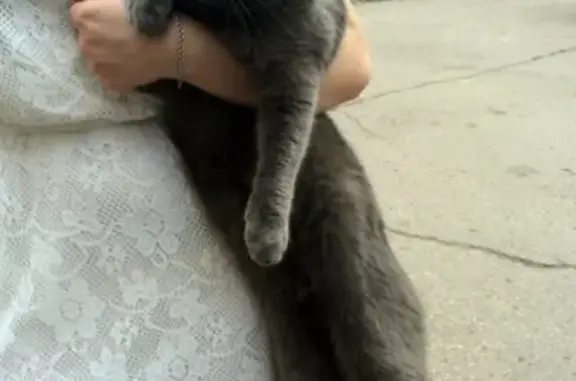 Кошки потеряшки, Набережные Челны, фото: Потеряшка кот Тёма в доме 51/07, Набережные Челны