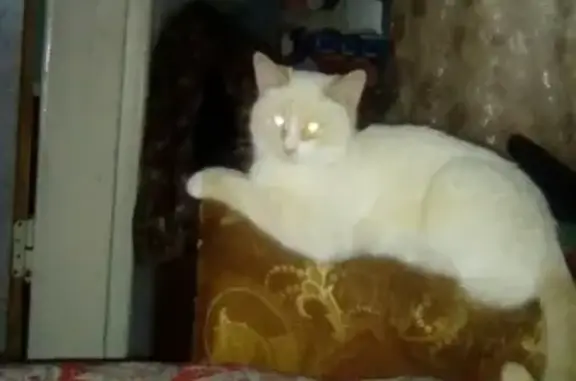 Кошки потеряшки, Давыдово, фото: Потеряшка кот в Давыдово, вознаграждение