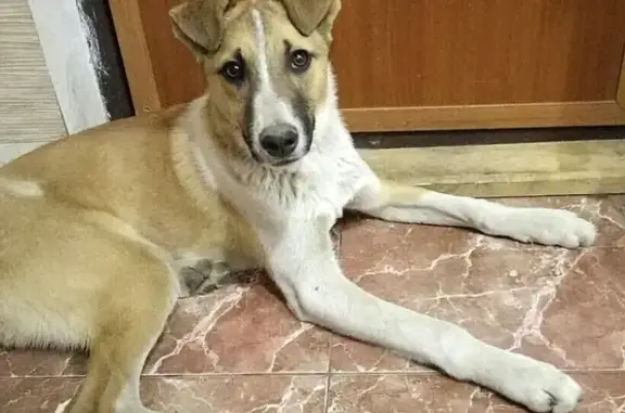 Найден пес в районе Радуга, ищем хозяина.