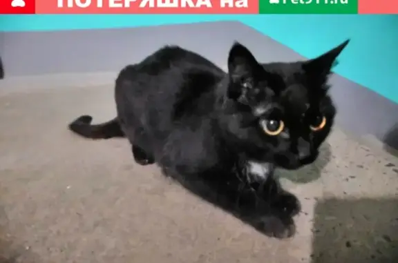 Найдена кошка на Ульяновской, ищем хозяина в Кирове