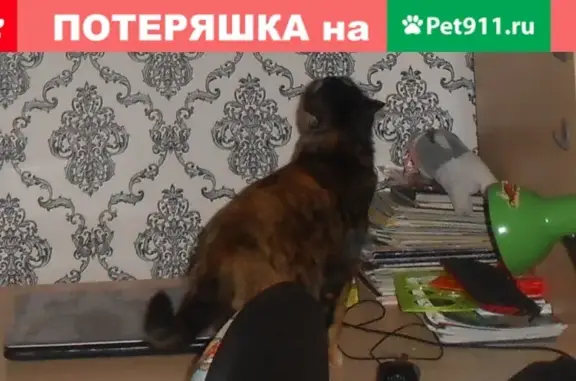 Пропала кошка на улице Лопарева, Нижневартовск, вознаграждение!
