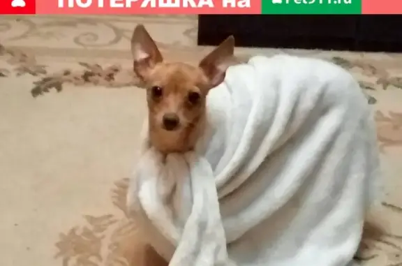 Пропала собака Валет в посёлке Кирова, Московская область