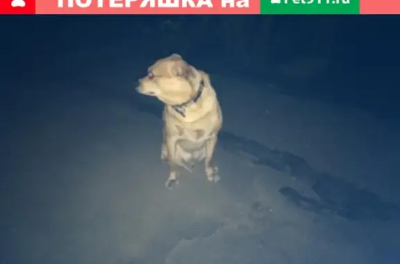 Пропала собака на улице Горького, Советский район, Волгоград