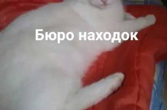 Пропал кот на Осипенко 5, корпус 2, 3 подъезд в Архангельске