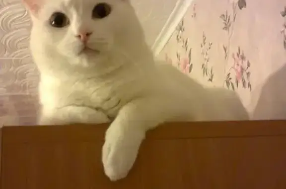 Кошки потеряшки, Ижевск, фото: Потеряшка белая кошка Дуся на ул.10 лет Октября, Ижевск
