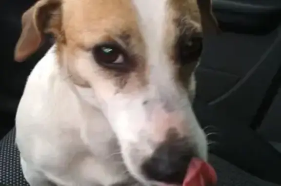 Найдена собака в Кубинке