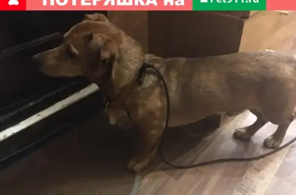 Найден пёс рыжего окраса в Екатеринбурге (Втузгородок)