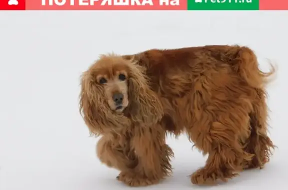 Пропала собака Боня в Разветье, Курская обл.