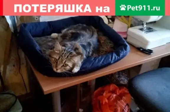 Найдена молодая кошка без хвоста на ул. Белоярской, 38