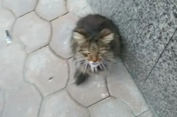 Найдена кошка на ул. Суворова, Калуга