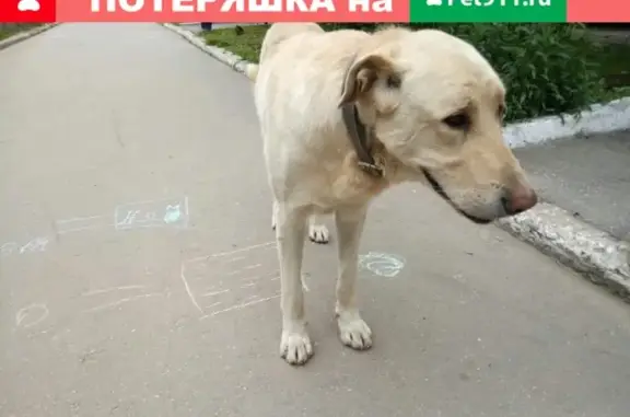 Пропала собака в Калуге, прошу репост!