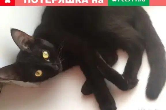 Пропала кошка Боня на ул. Волгоградская 19А