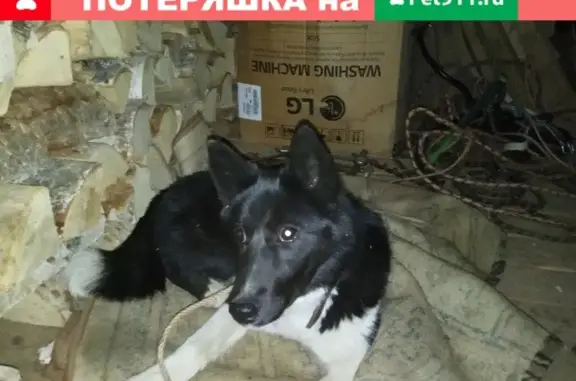 Собака найдена в Сыктывкаре, Республика Коми