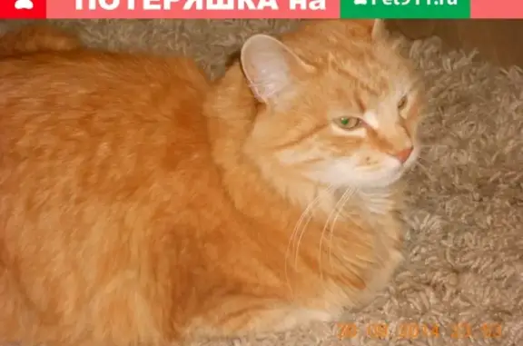 Пропал кот на Гайдара 6/2 в Железногорске