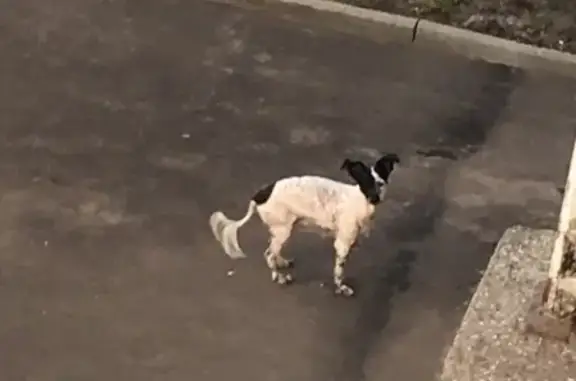 Найдена собака на Беляцкого в Орехово-Зуево