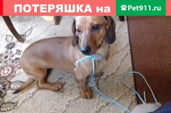 Найдена собака на Ленинградке, обращаться в Солнечногорск