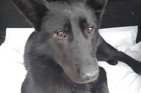 Найдена собака на ул. Лесные поляны в Балашихе, Моск.обл. https://vk.com/id540241622