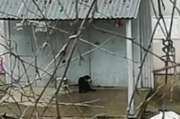 Найдена черная собака у 21 строителей, нужна помощь!