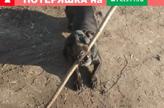 Найдена собака на Старом Городке, Кубинка