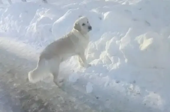 Пропала собака Кима в Нефтеюганске