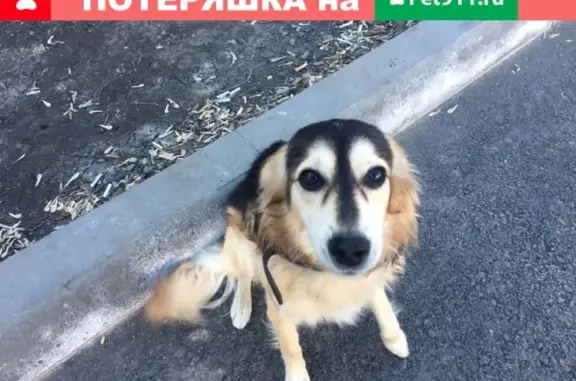 Найдена собака на ул. Одесская, 14